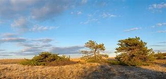 three skips of a louse